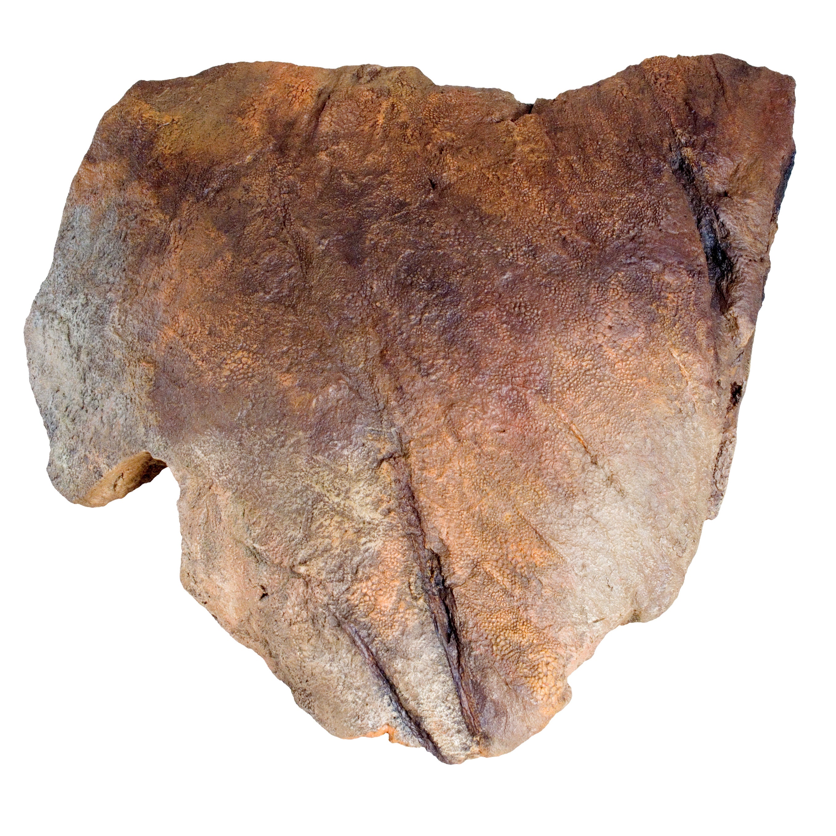 Edmontosaurus Large Skin Impression - Display Replica