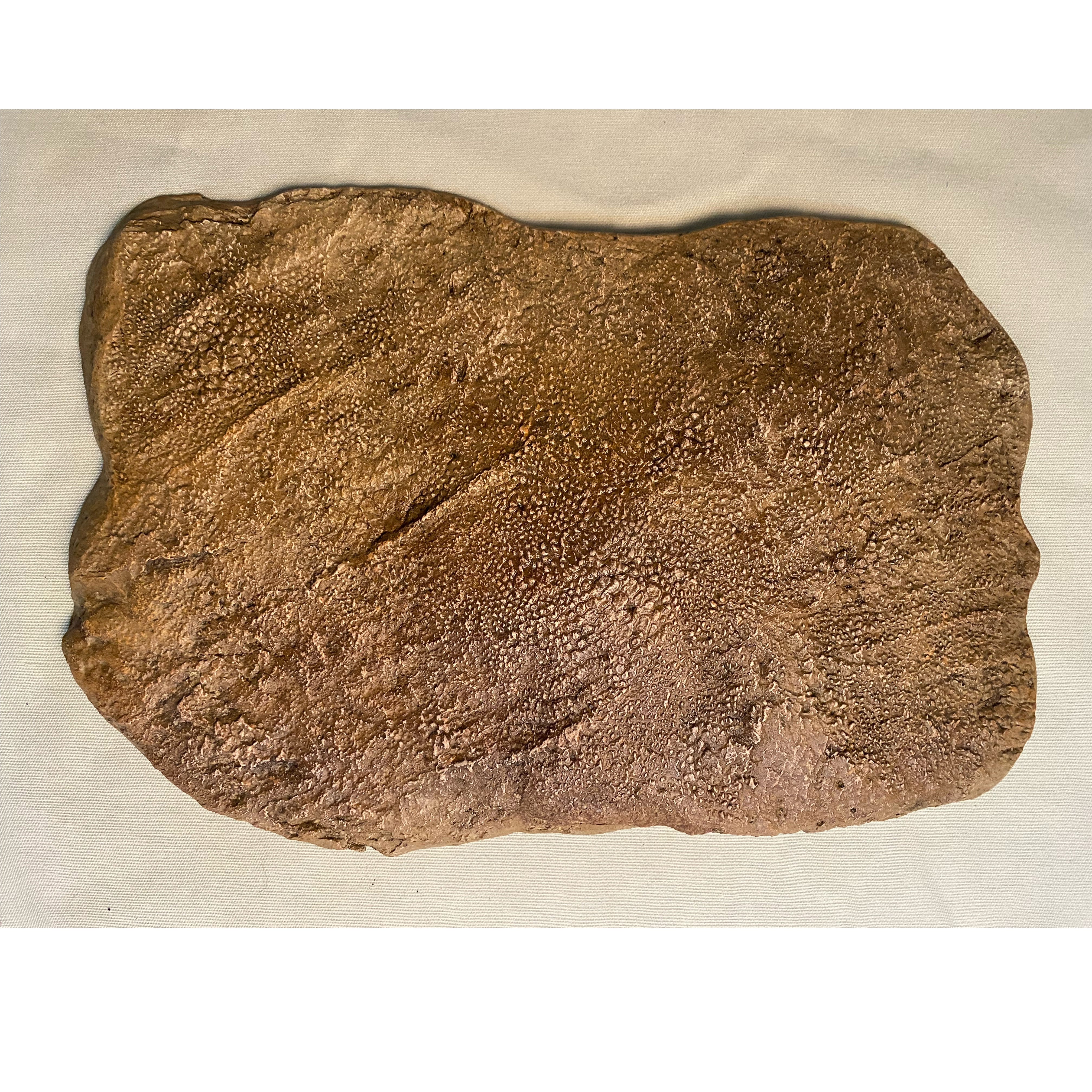 Edmontosaurus annectens Skin Impression - Display Replica