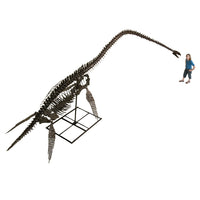 Elasmosaurus sp. PUNTLEDGE RIVER Skeleton - Display Replica