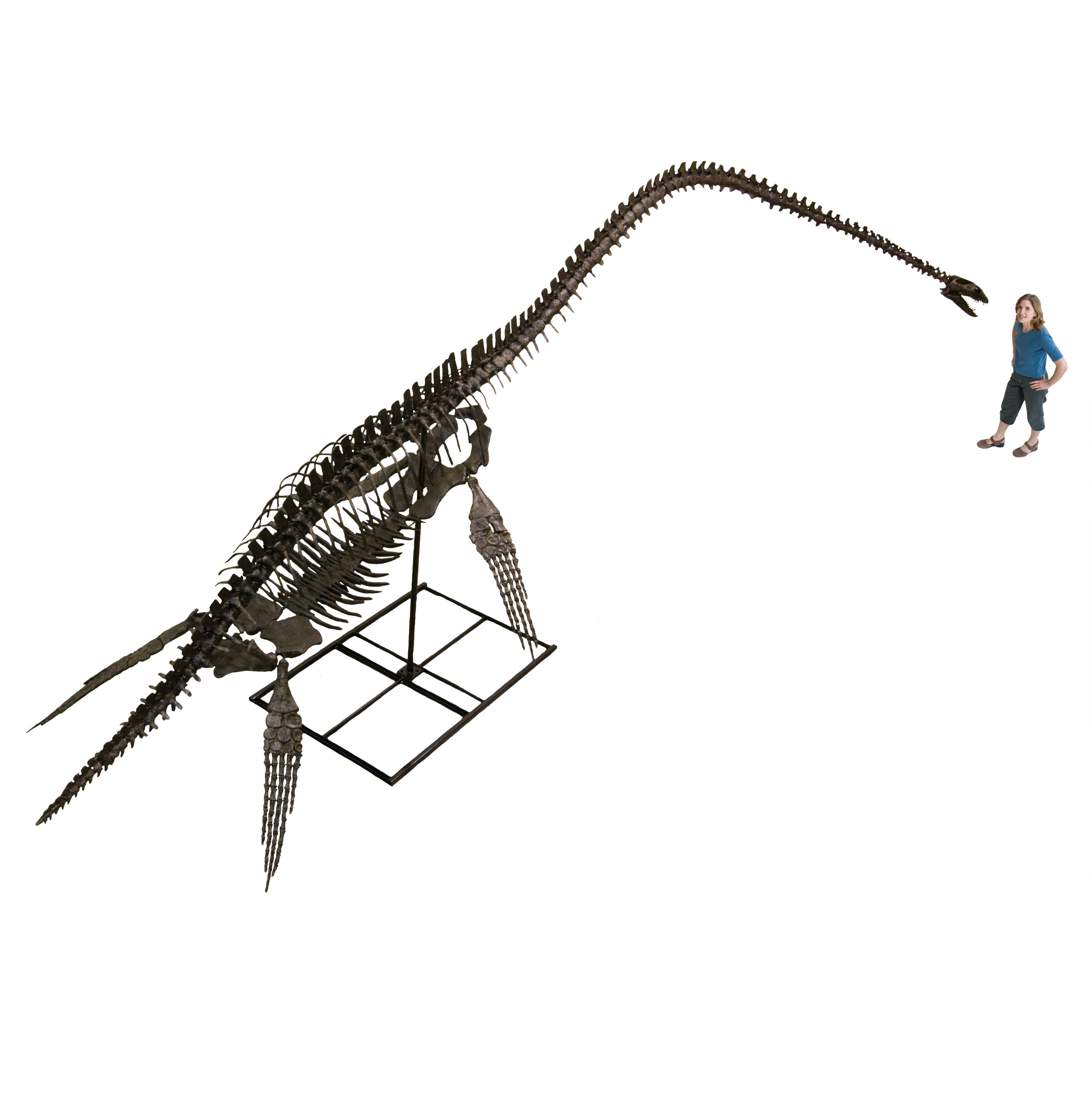 Elasmosaurus sp. PUNTLEDGE RIVER Skeleton - Display Replica