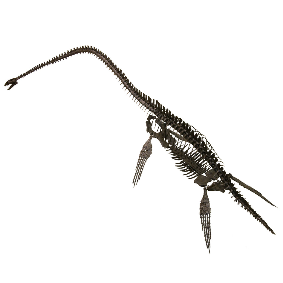 Elasmosaurus sp. PUNTLEDGE RIVER Skeleton - Display Replica
