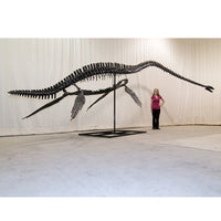 Elasmosaurus sp. PUNTLEDGE RIVER Skeleton - Display Replica