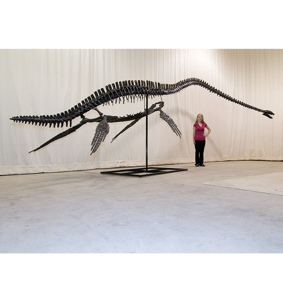 Elasmosaurus sp. PUNTLEDGE RIVER Skeleton - Display Replica