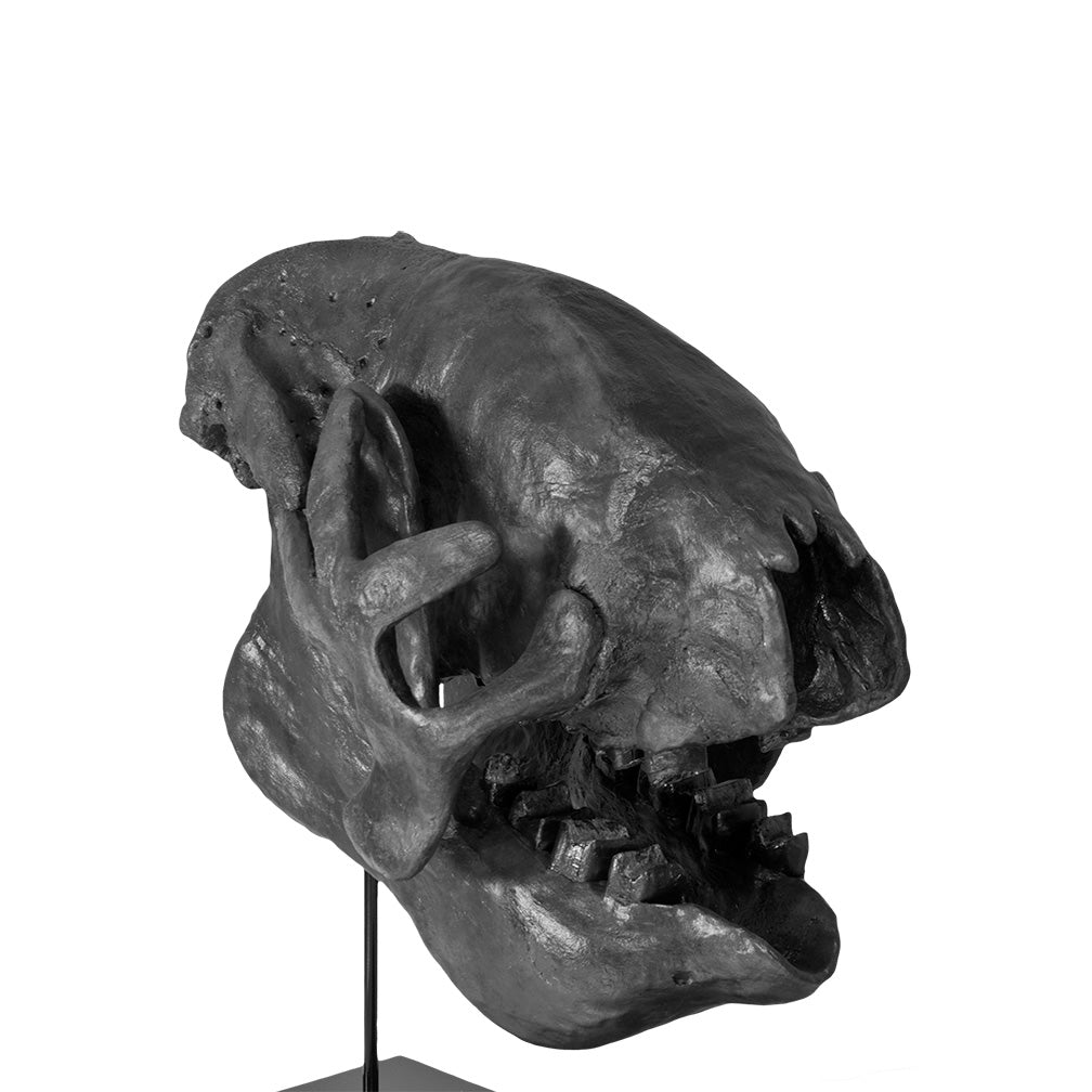 Eremotherium eomigrans VERNE Giant Ground Sloth Skull - Solid Color Replica