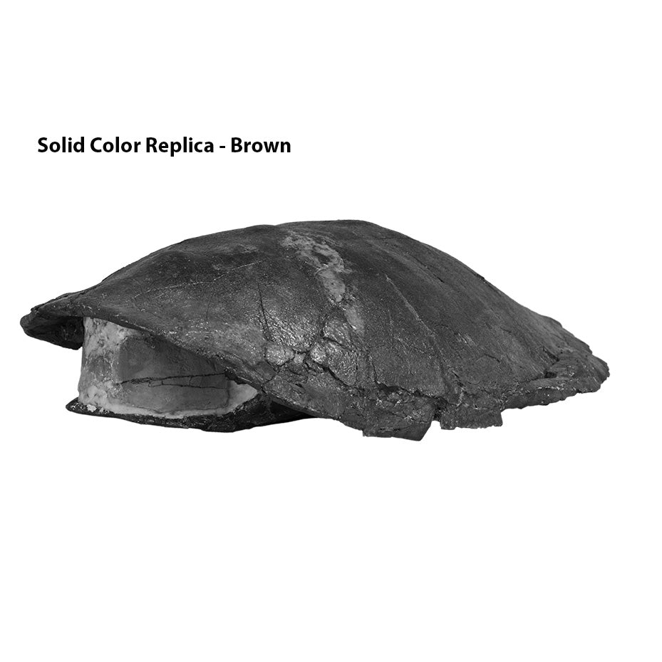 Eubaena sp. - Solid Color Replica