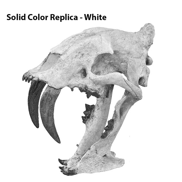Eusmilus sp. Skull - Solid Color Replica