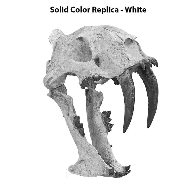 Eusmilus sp. Skull - Solid Color Replica