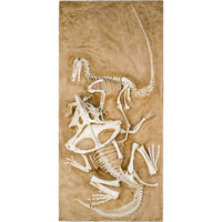 Velociraptor vs. Protoceratops - 'Fighting Dinosaurs' - Display Replica