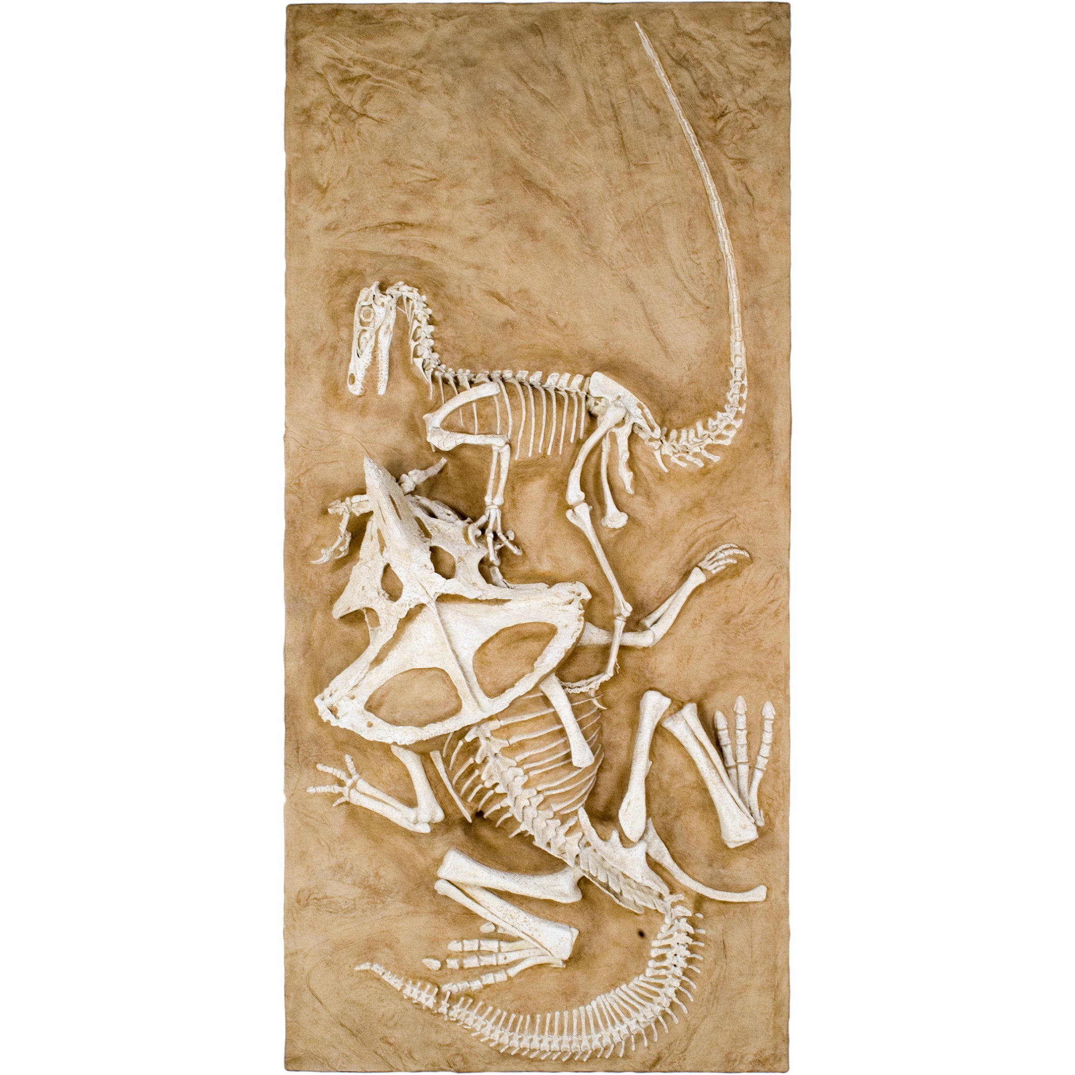 Velociraptor vs. Protoceratops - 'Fighting Dinosaurs' - Display Replica