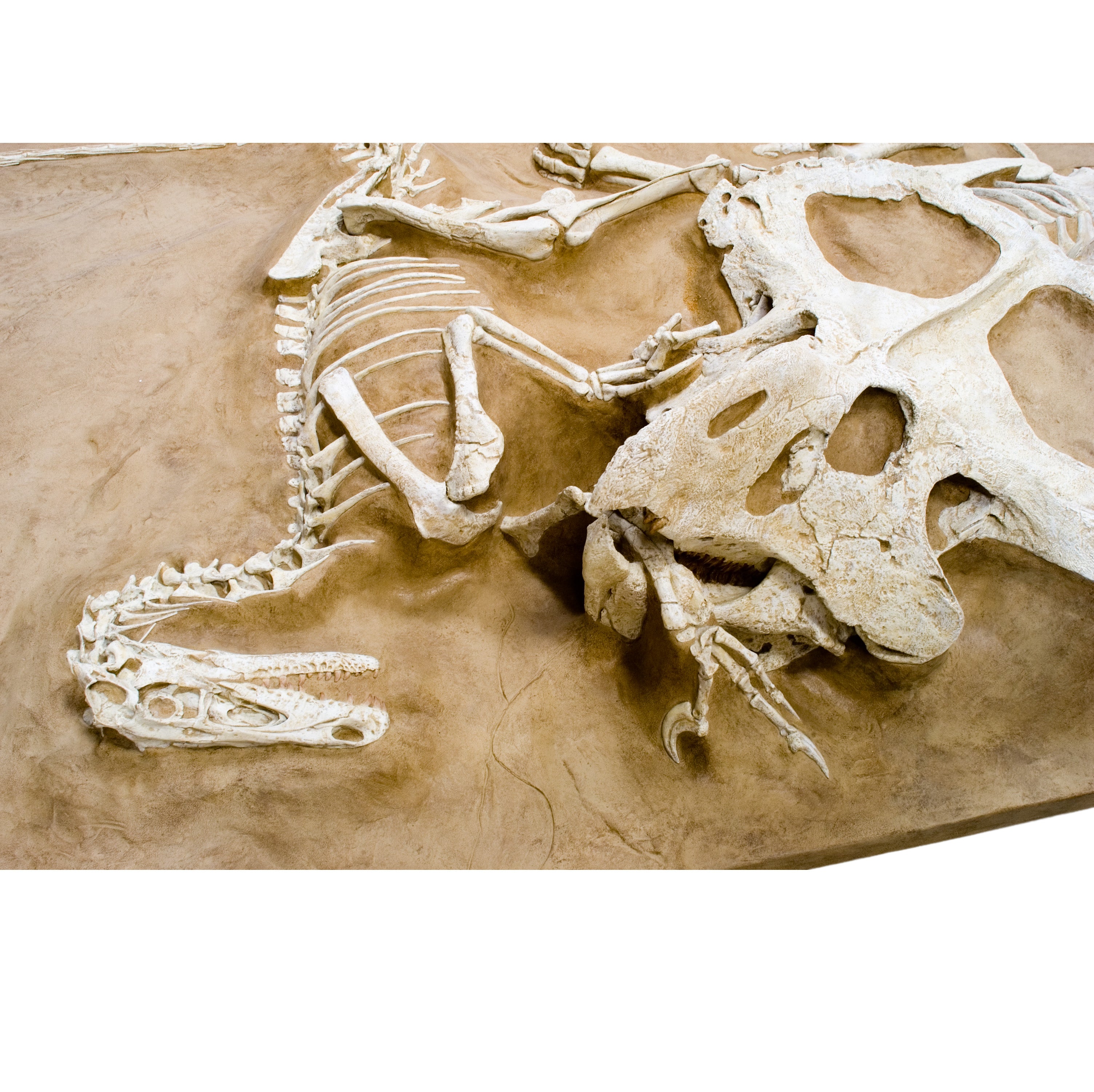 Velociraptor vs. Protoceratops - 'Fighting Dinosaurs' - Display Replica