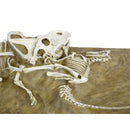 Velociraptor vs. Protoceratops - 'Fighting Dinosaurs' - Display Replica