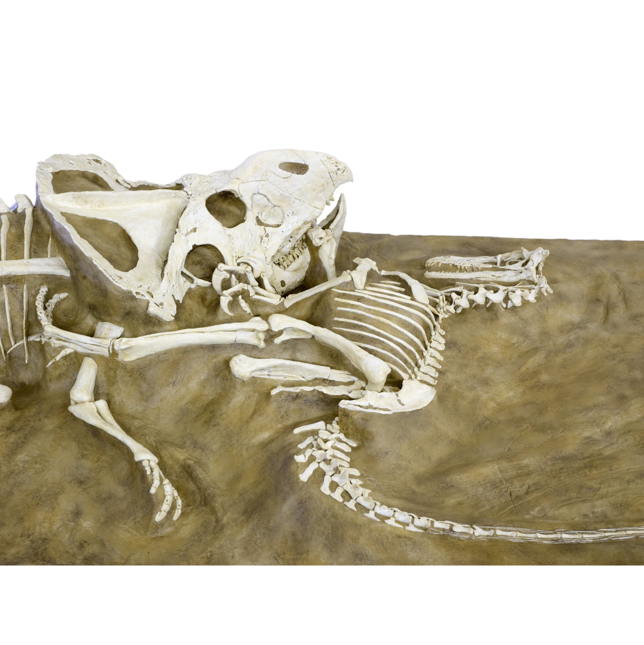 Velociraptor vs. Protoceratops - 'Fighting Dinosaurs' - Display Replica