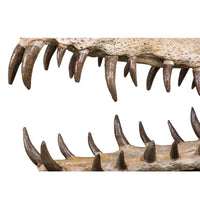 Gavialosuchus americana Skull - Display Replica