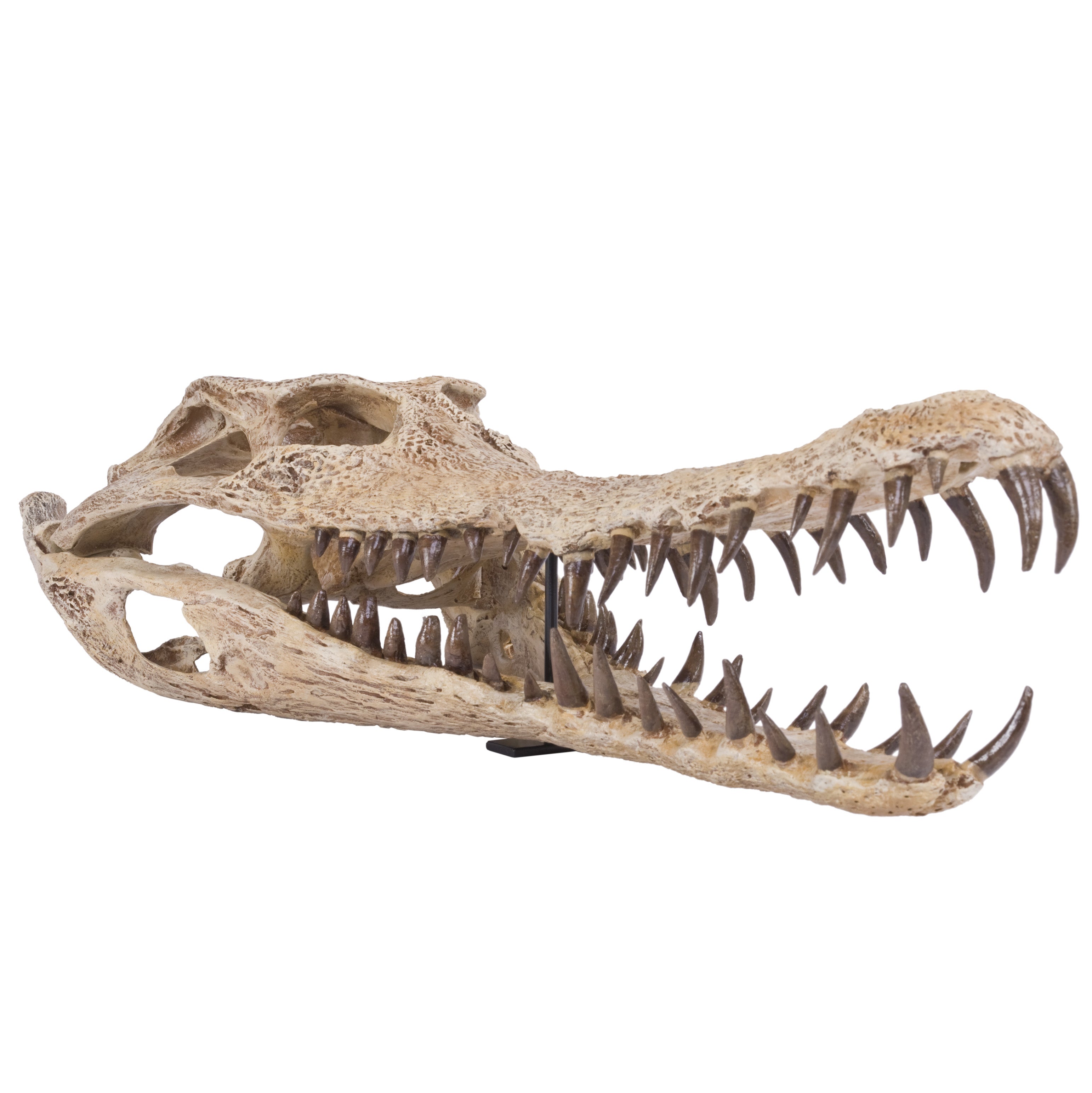 Gavialosuchus americana Skull - Display Replica