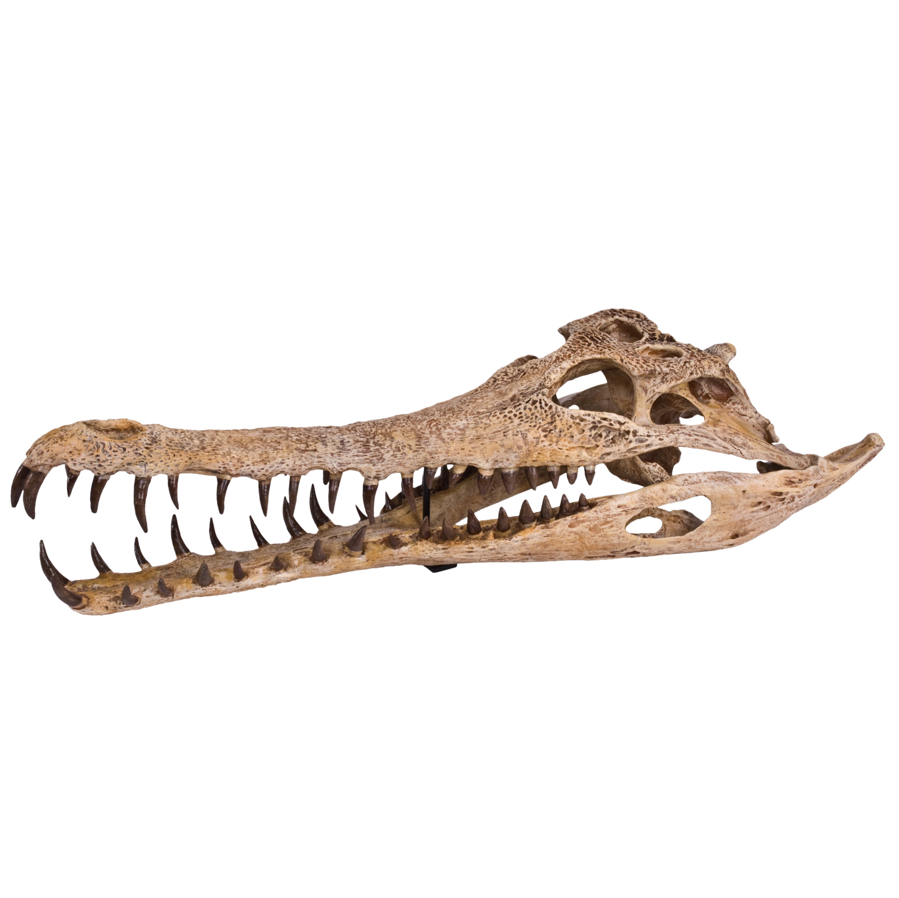 Gavialosuchus americana Skull - Display Replica