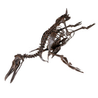 Paleospheniscus sp. Skeleton - Display Replica