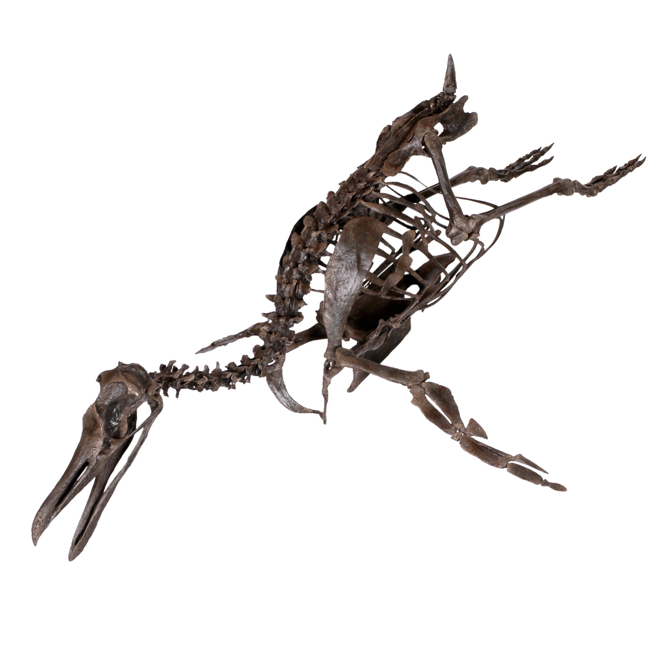 Paleospheniscus sp. Skeleton - Display Replica