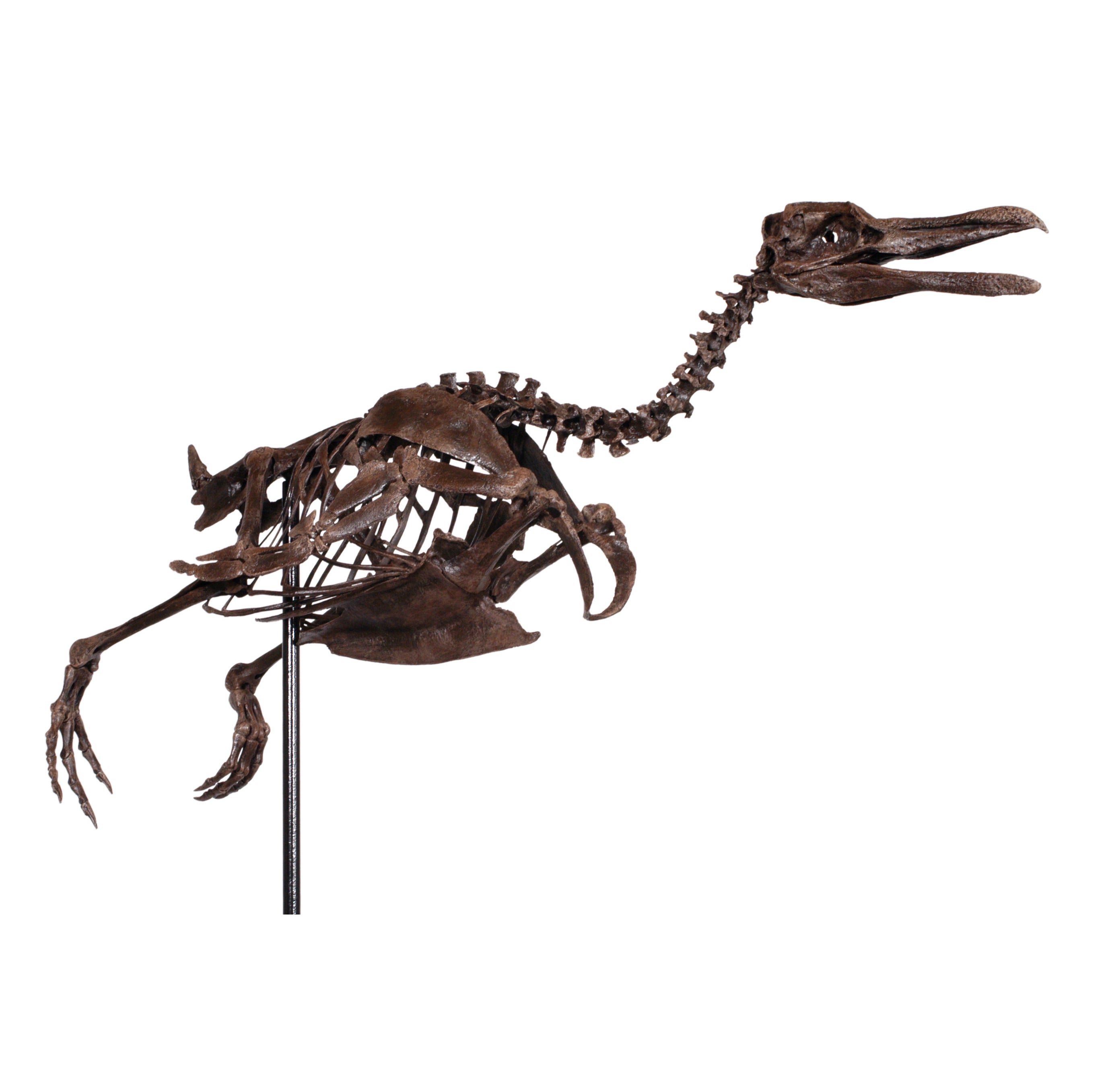 Paleospheniscus sp. Skeleton - Display Replica