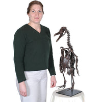 Paleospheniscus sp. Skeleton - Display Replica
