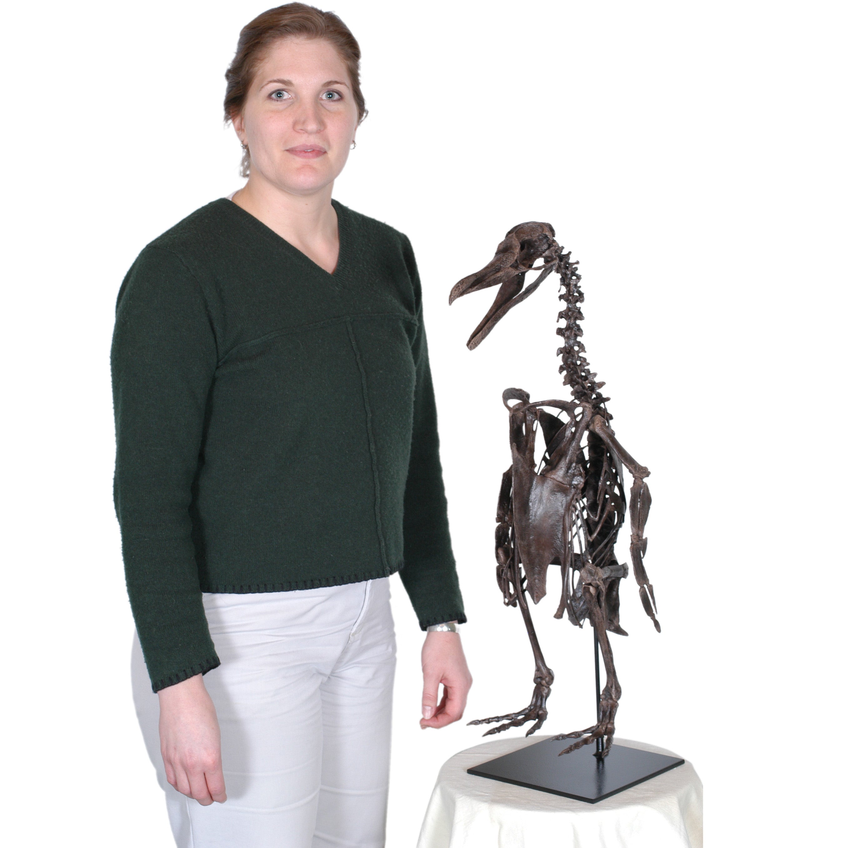Paleospheniscus sp. Skeleton - Display Replica