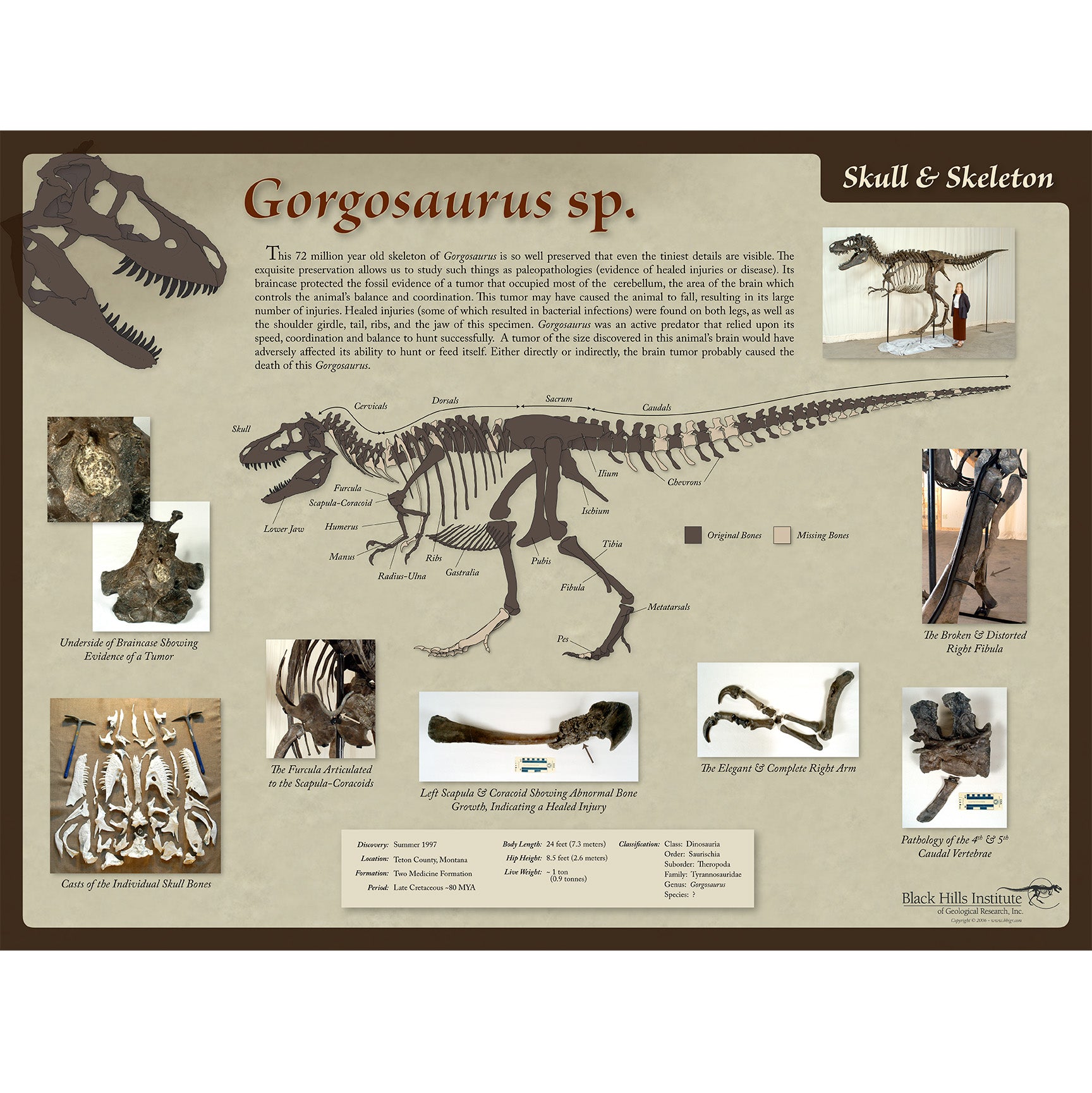 Gorgosaurus sp. Skeleton Poster