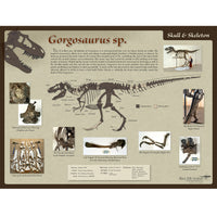 Gorgosaurus sp. Skeleton Poster
