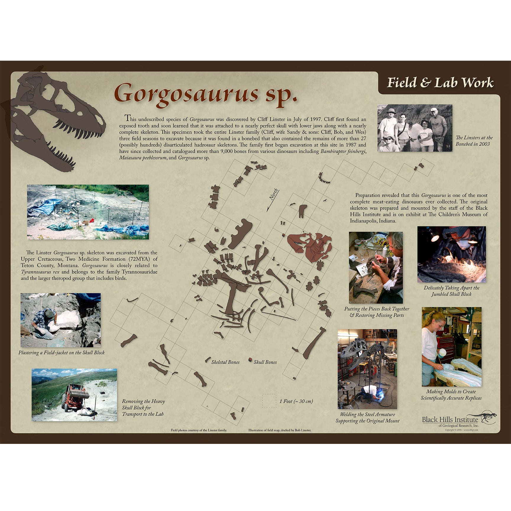 Gorgosaurus sp. Skeleton - Field & Lab Poster