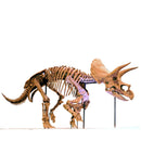 Triceratops sp. LANE Skeleton - Display Replica