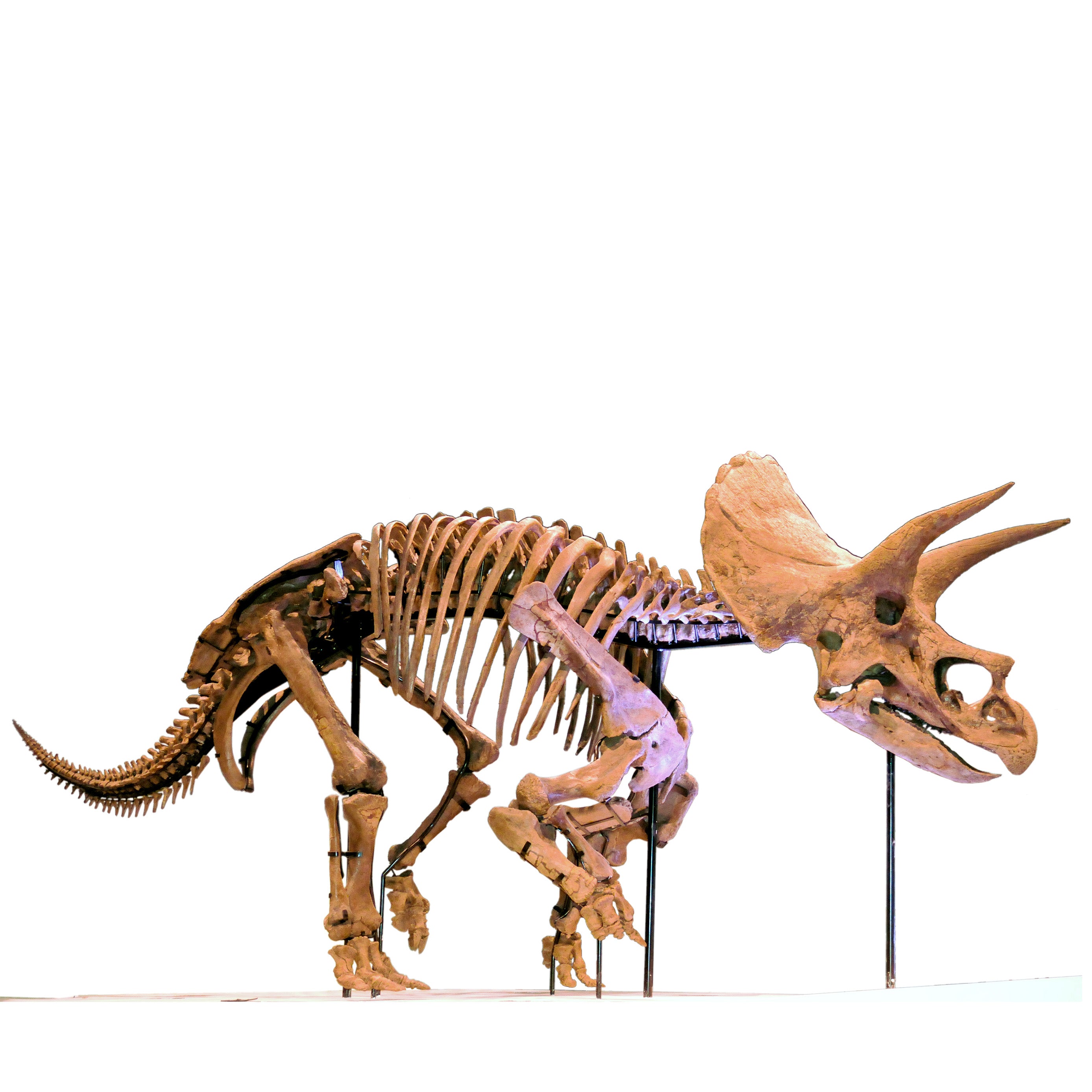Triceratops sp. LANE Skeleton - Display Replica