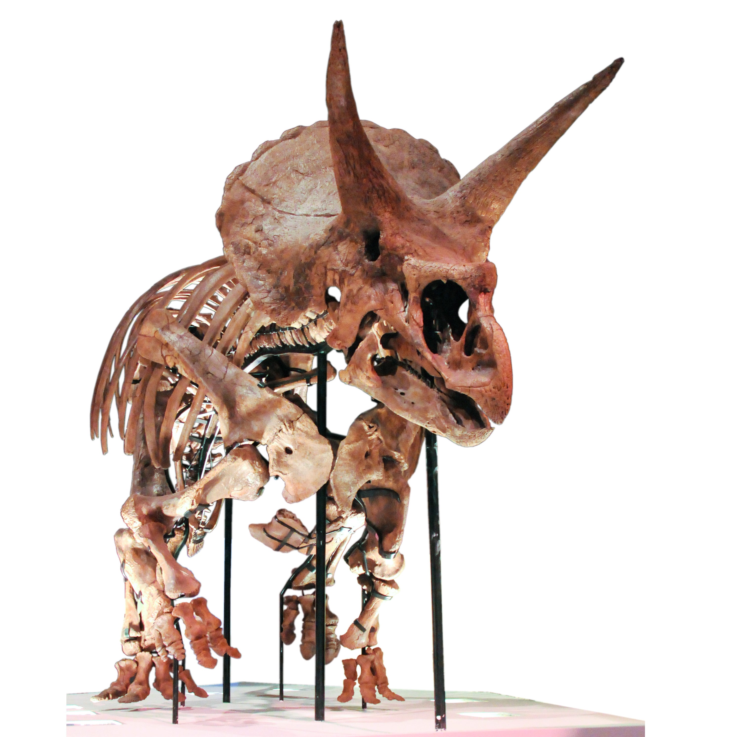 Triceratops sp. LANE Skeleton - Display Replica