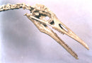 Hesperornis gracilis Skeleton - Display Replica