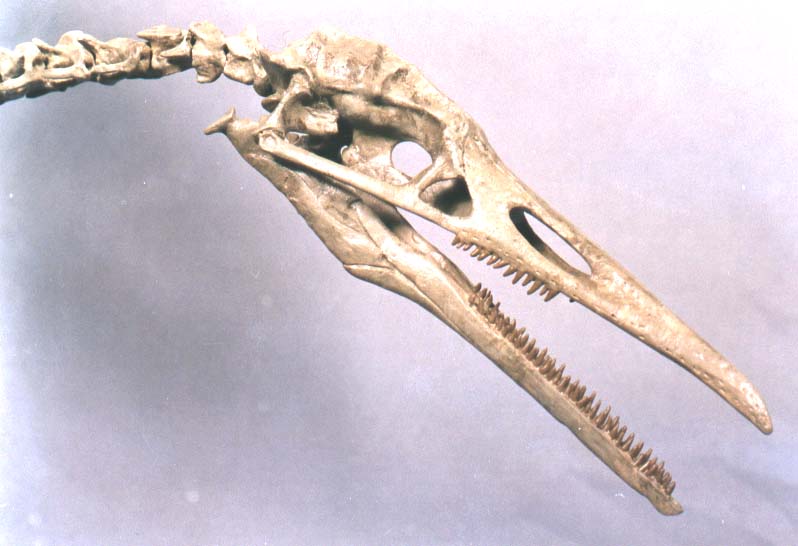 Hesperornis gracilis Skeleton - Display Replica