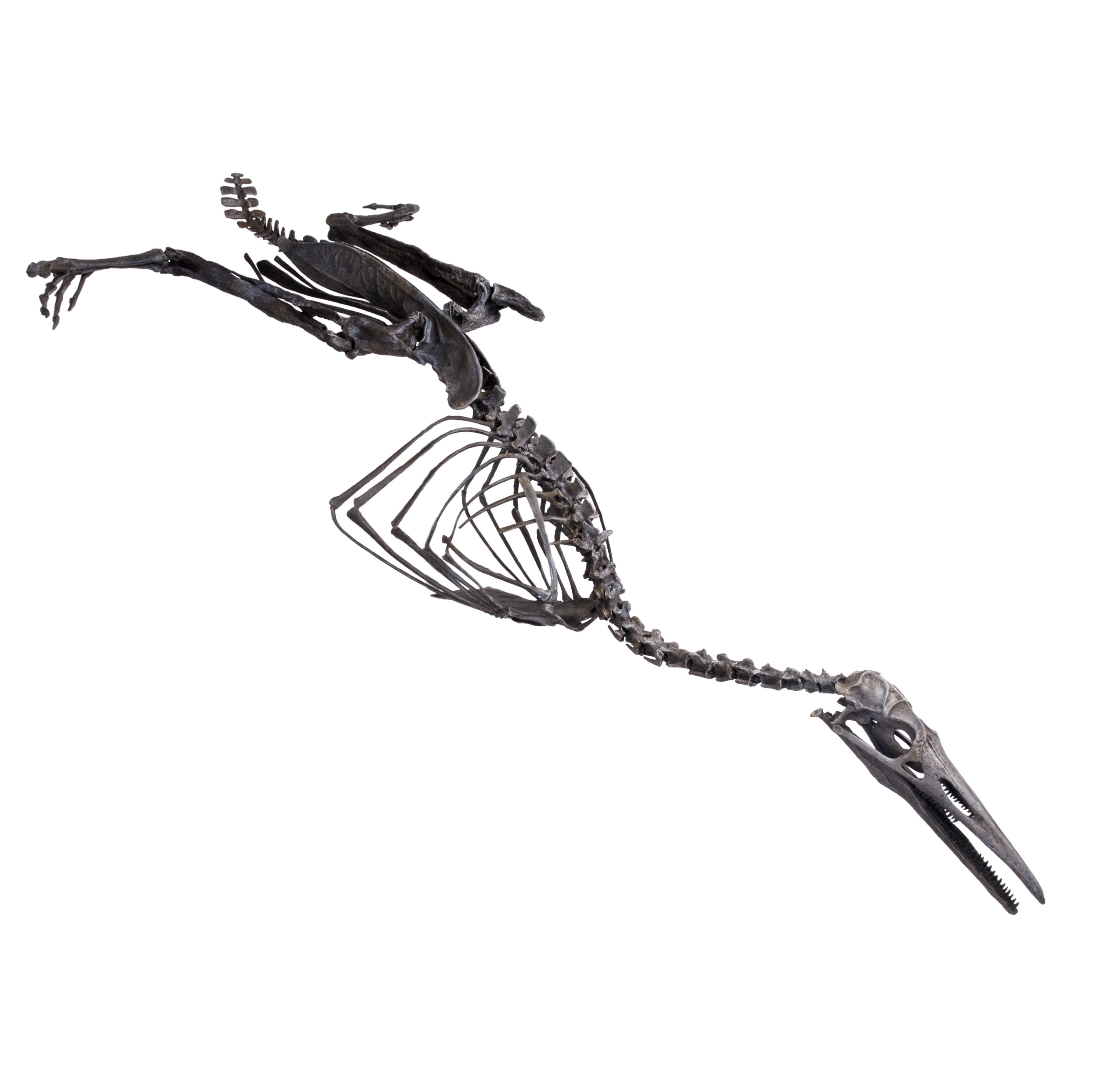 Hesperornis gracilis Skeleton - Display Replica