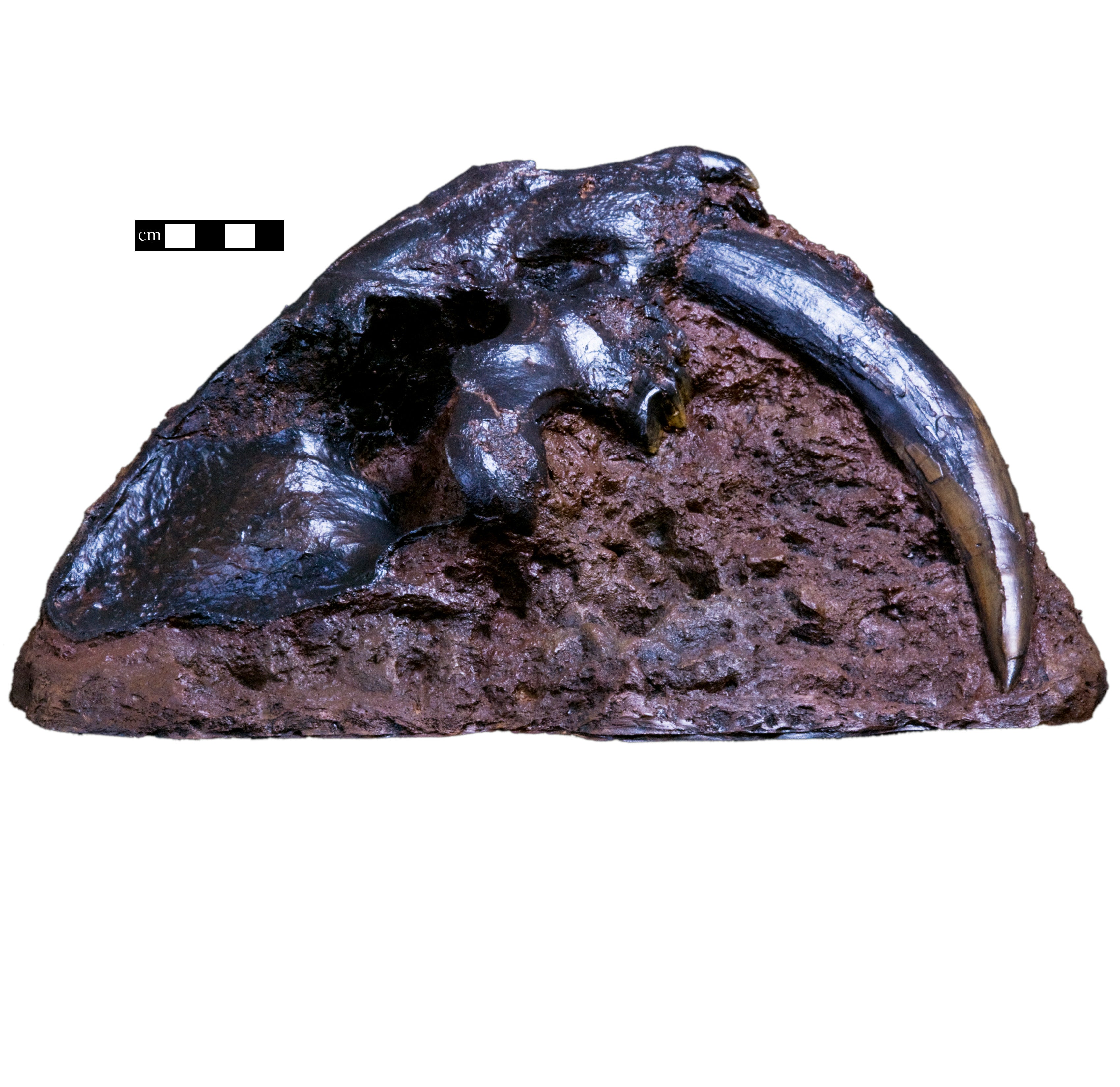 Smilodon fatalis Skull on Matrix - Display Replica