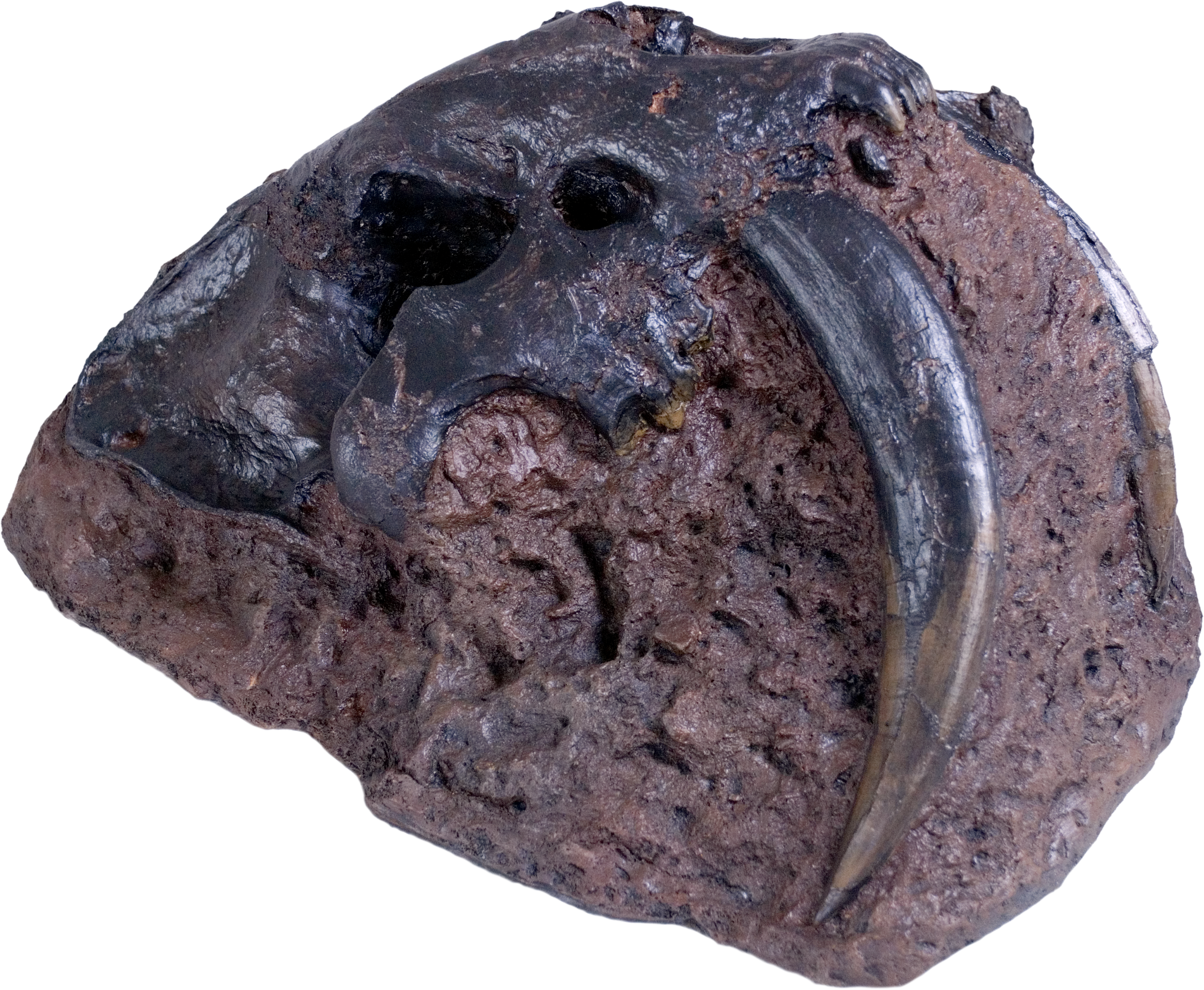 Smilodon fatalis Skull on Matrix - Display Replica