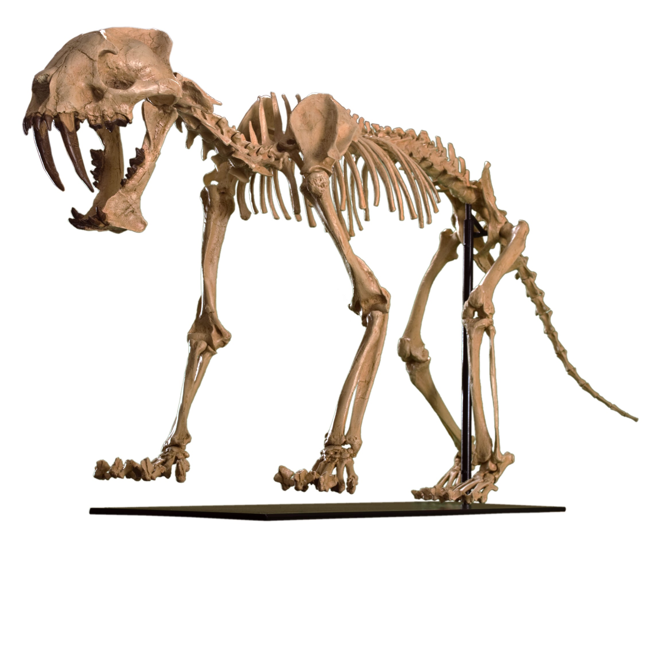 Hoplophoneus primaevus Skeleton - Display Replica