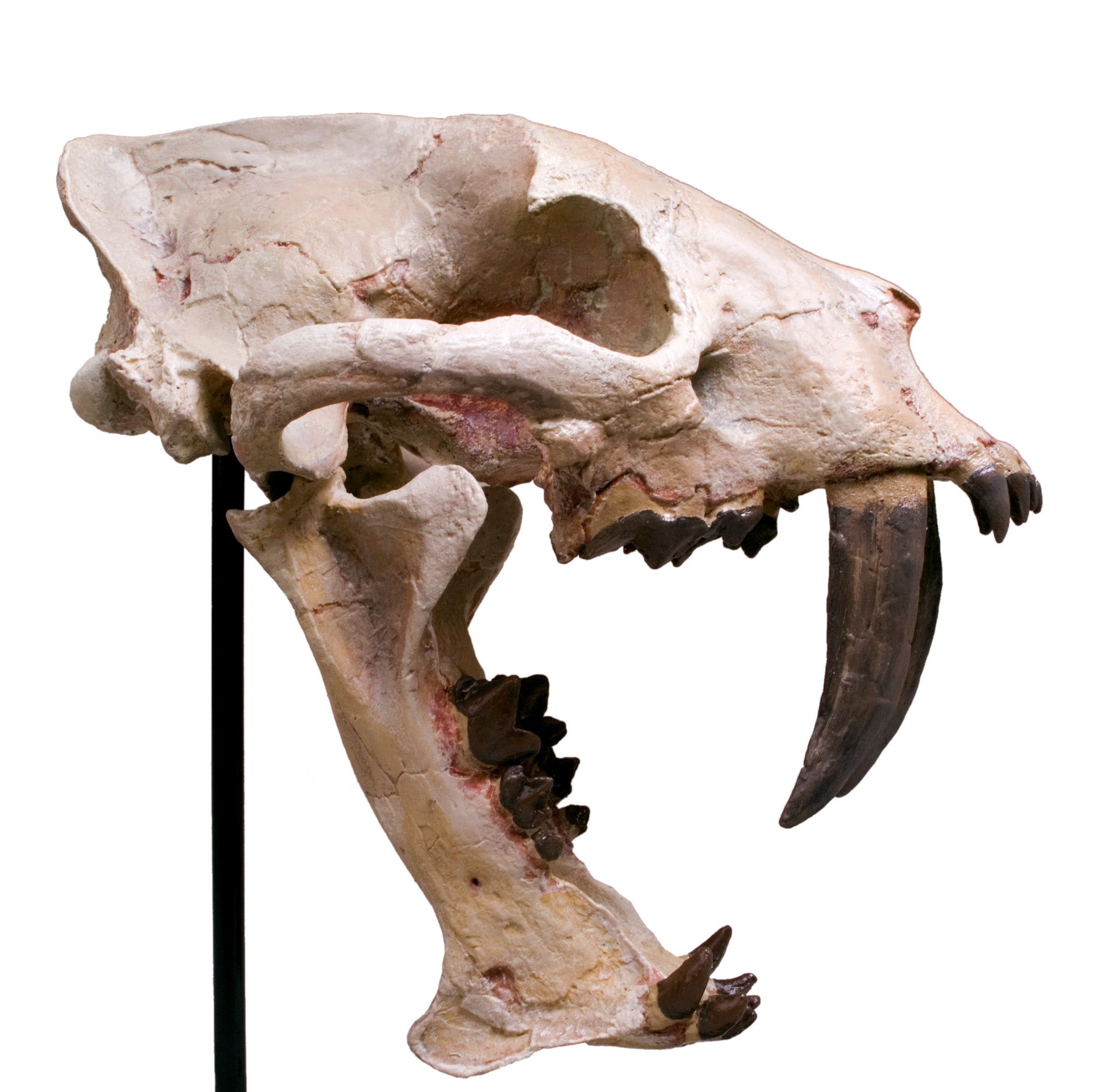 Hoplophoneus primaevus Skull on Base - Display Replica