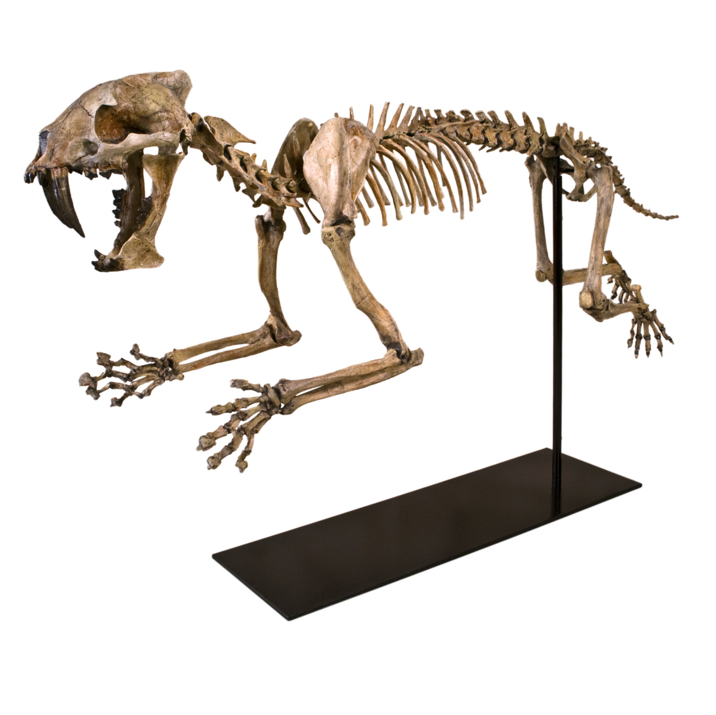 Hoplophoneus primaevus Skeleton - Display Replica