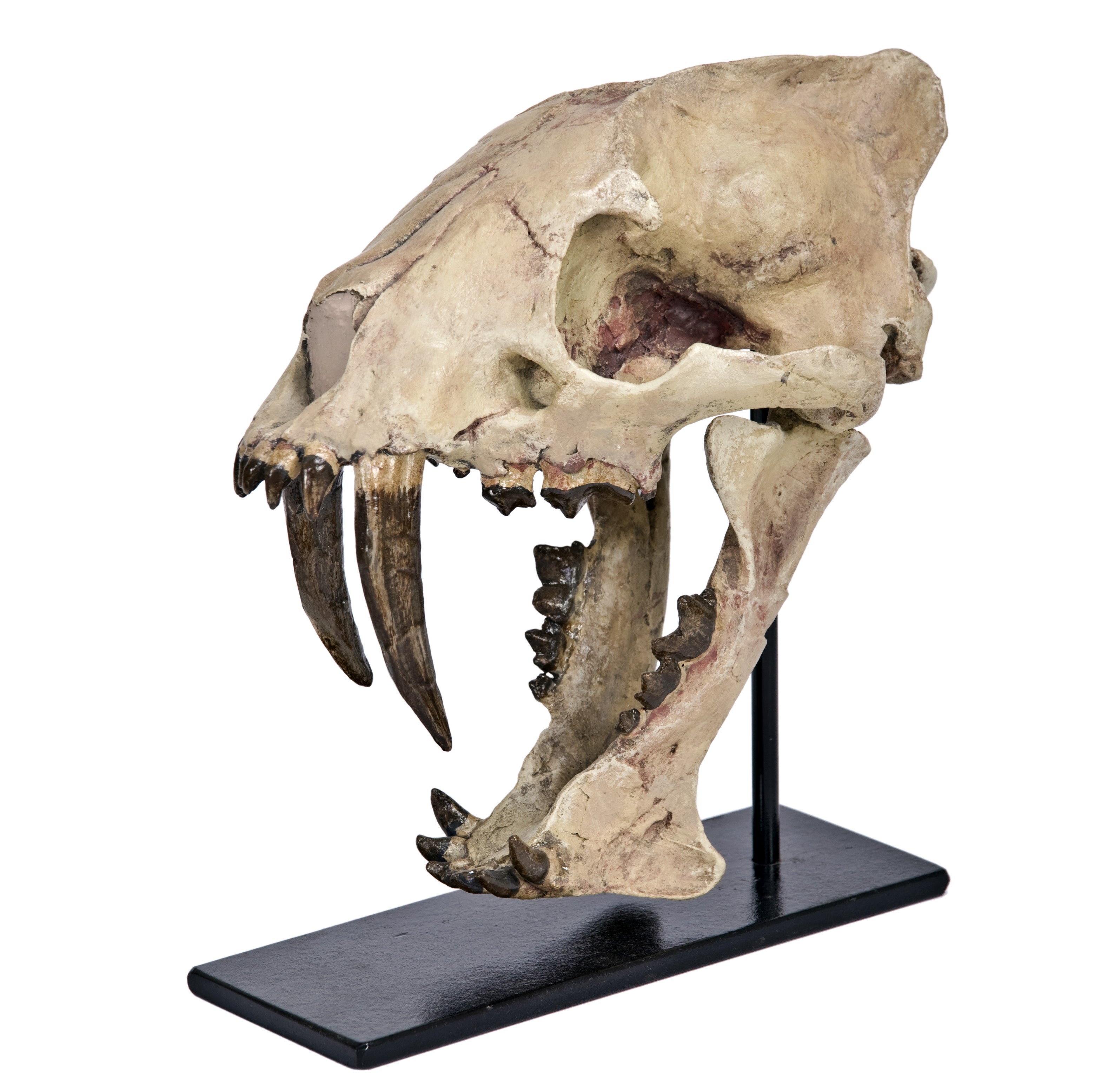 Hoplophoneus primaevus Skull on Base - Display Replica