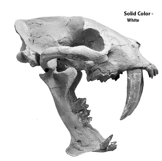 Hoplophoneus primaevus Skull - Solid Color Replica
