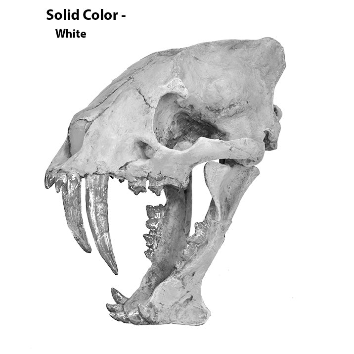 Hoplophoneus primaevus Skull - Solid Color Replica
