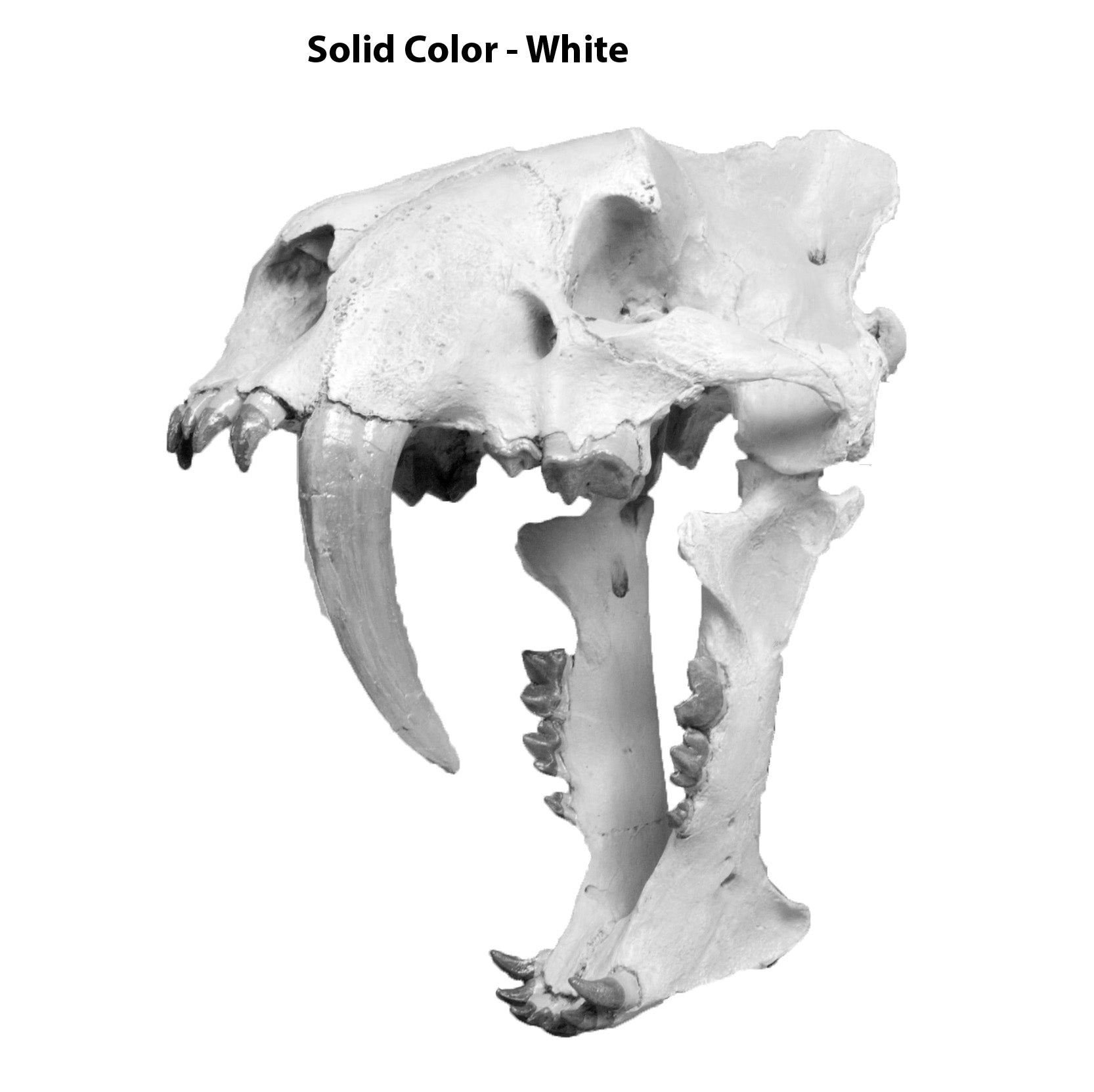 Hoplophoneus occidentalis Skull - Solid Color Replica