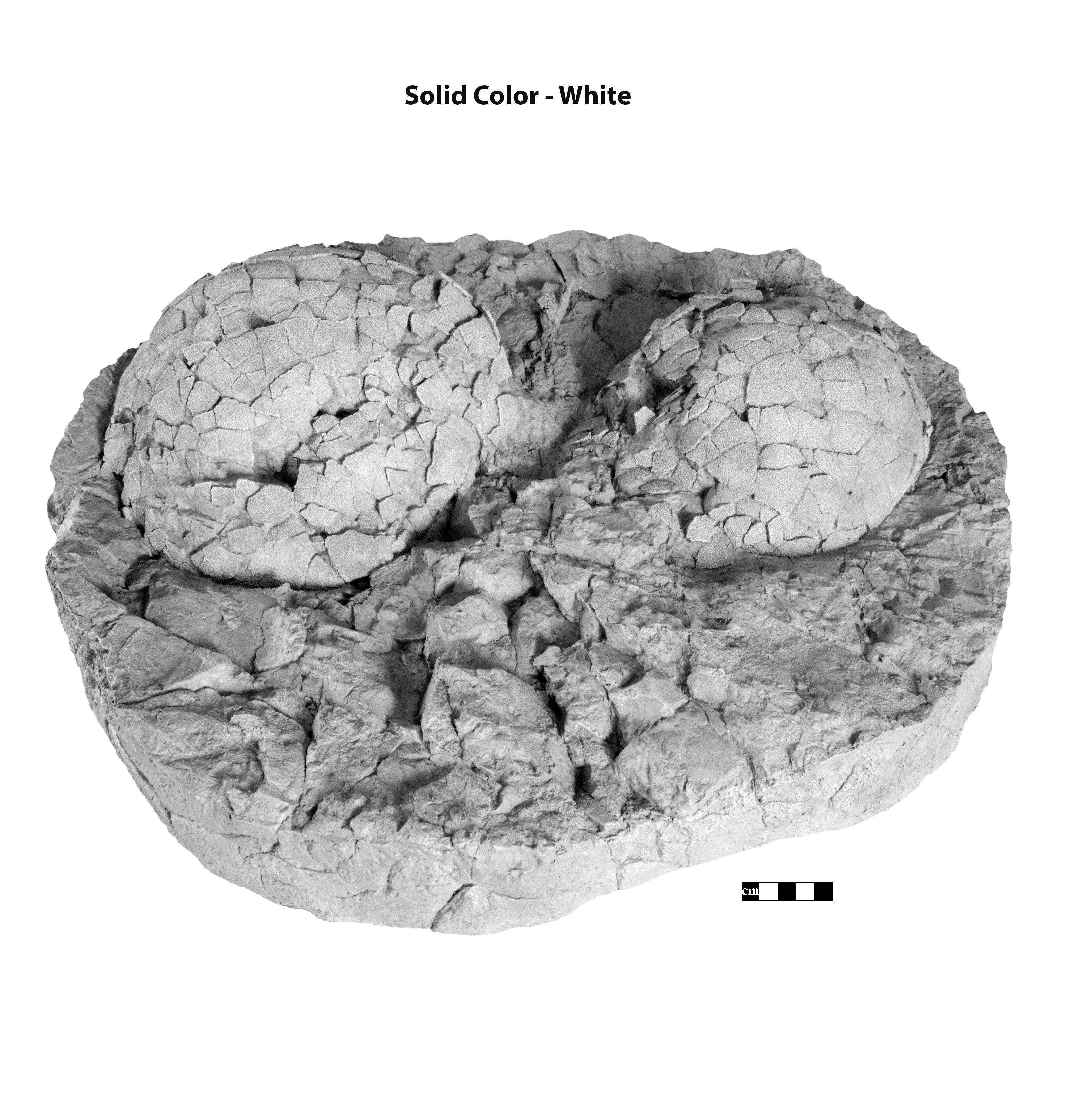 Hypselosaurus priscus Egg Clutch - Solid Color Replica