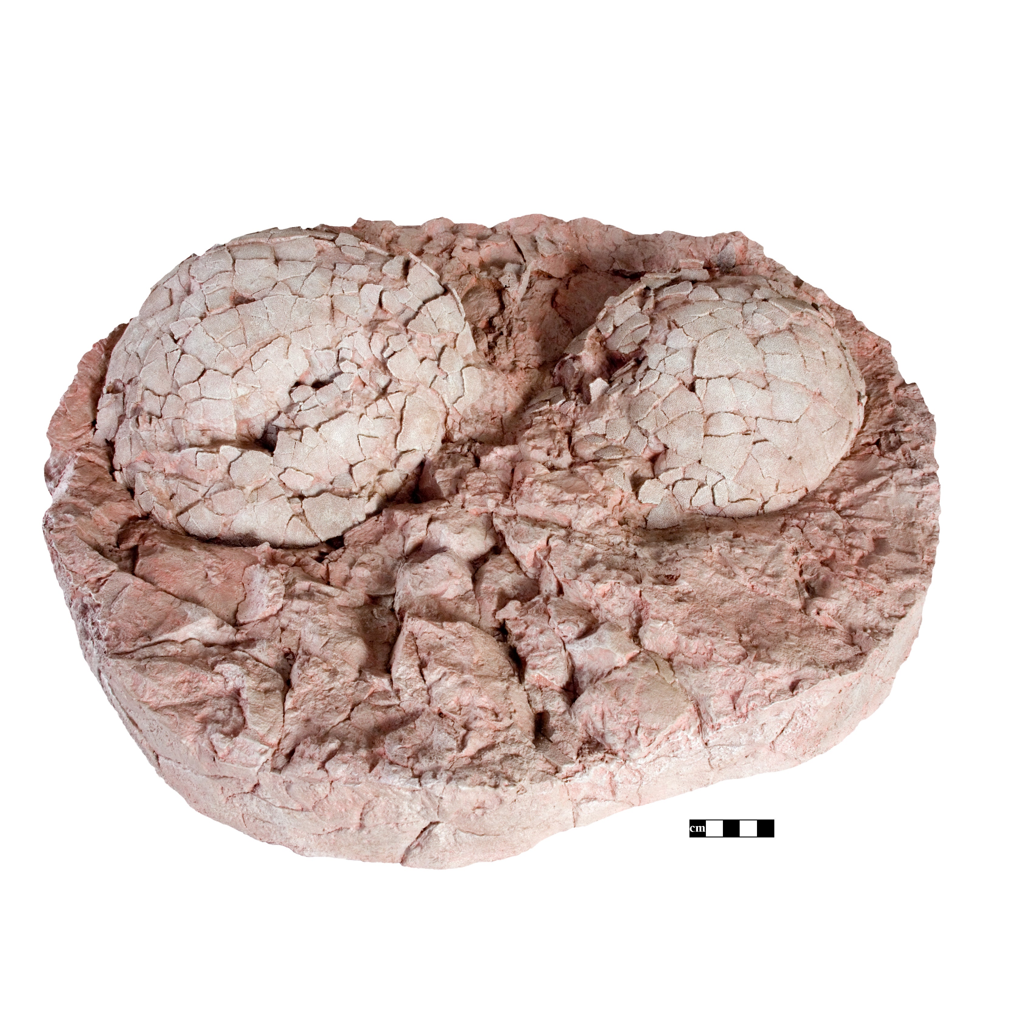 Hypselosaurus priscus Egg Clutch - Display Replica