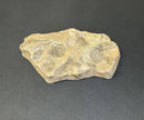 Tyrannosaurus rex Wyrex Skin Impression - Display Replica