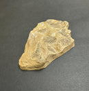 Tyrannosaurus rex Wyrex Skin Impression - Display Replica