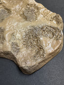 Tyrannosaurus rex Wyrex Skin Impression - Display Replica