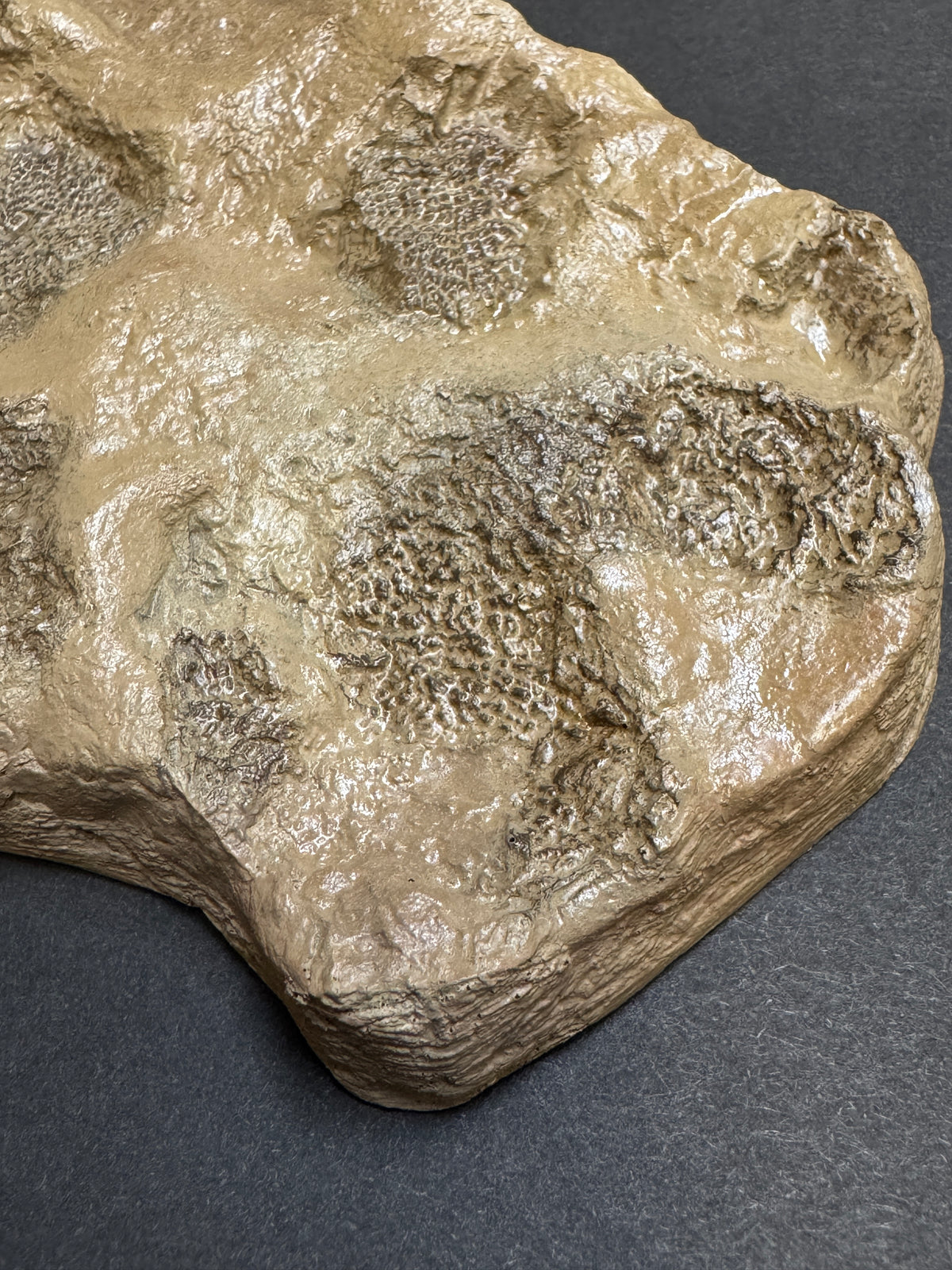 Tyrannosaurus rex Wyrex Skin Impression - Display Replica