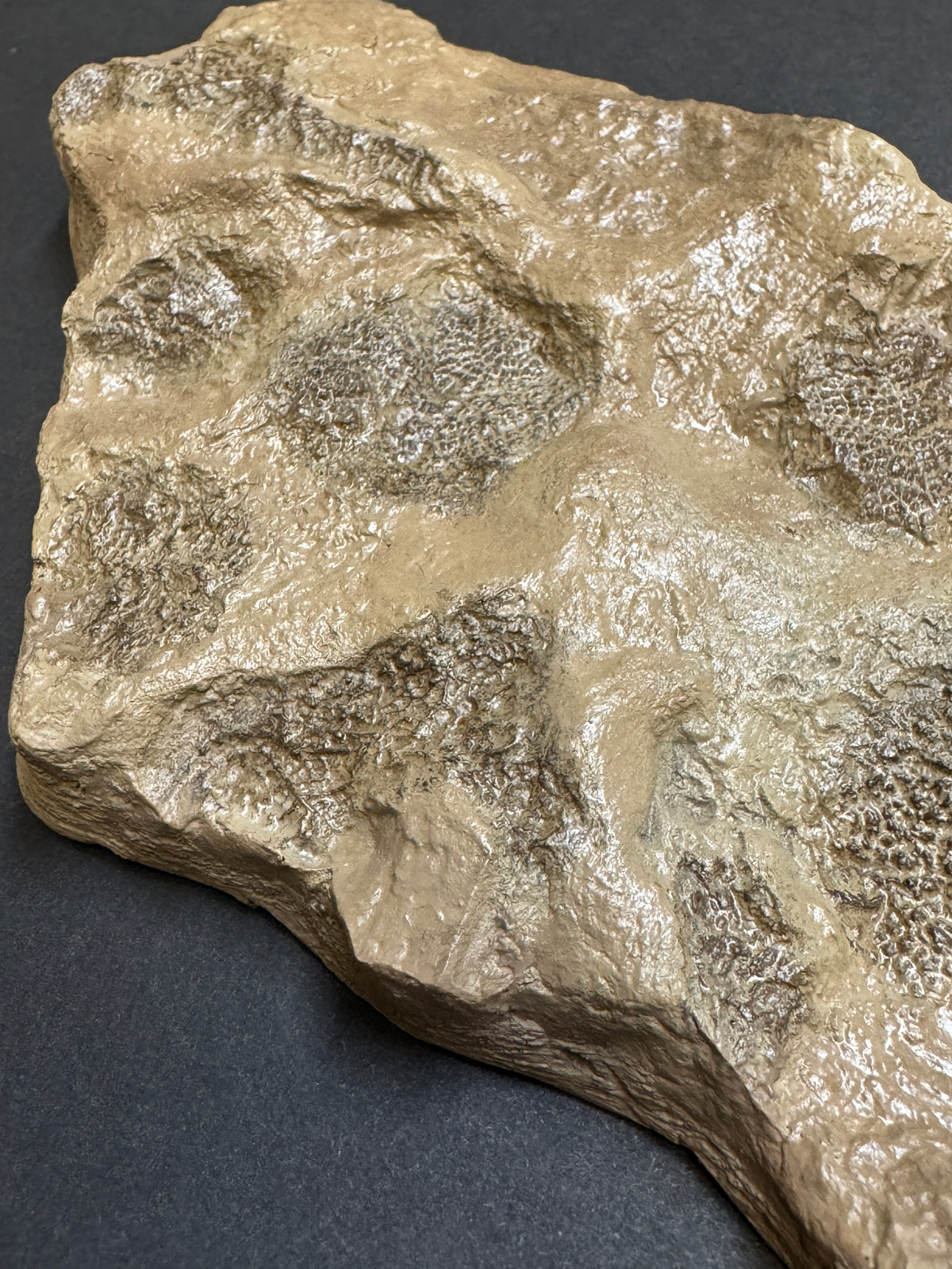 Tyrannosaurus rex Wyrex Skin Impression - Display Replica