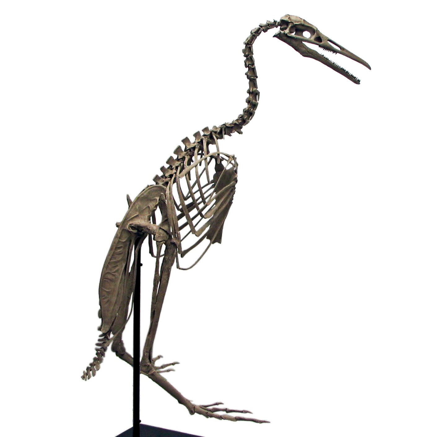 Hesperornis gracilis Skeleton - Display Replica